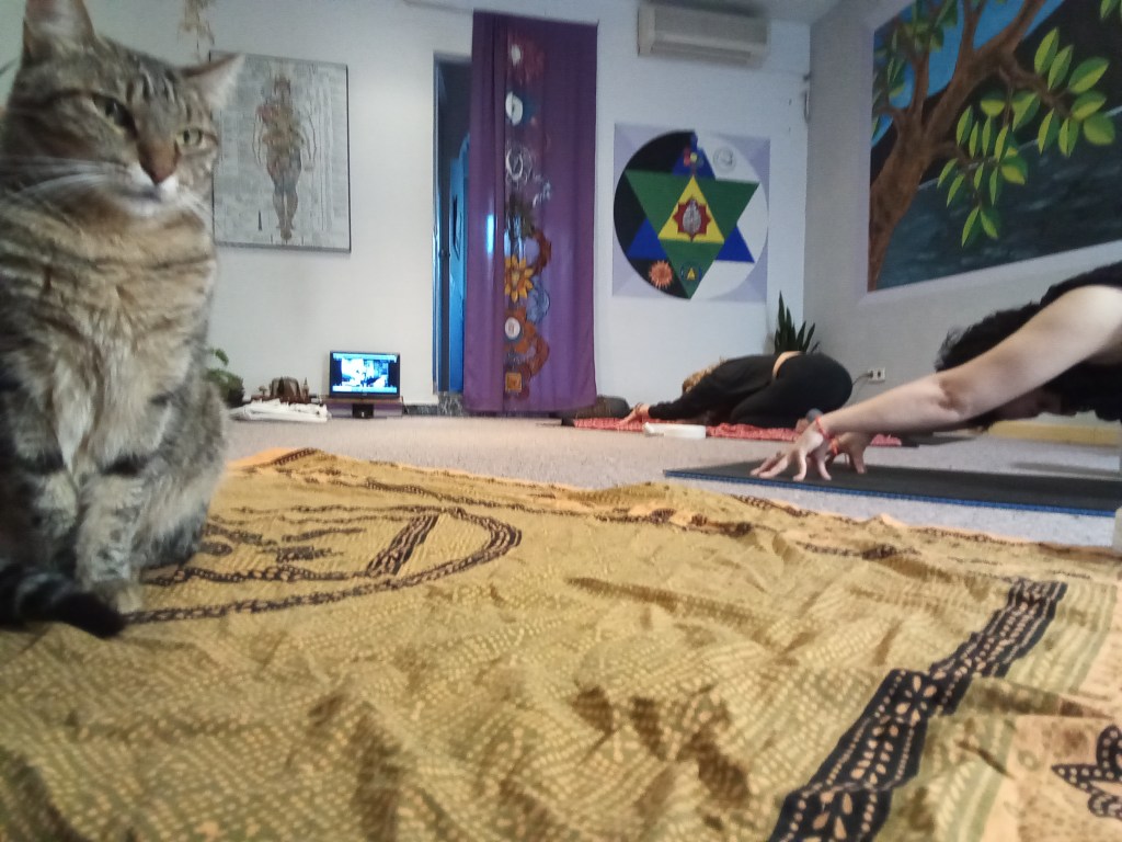 Asanas con espíritu&nbsp;animal